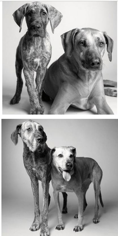 Köpekler nasıl yaşlanır ? galerisi resim 2
