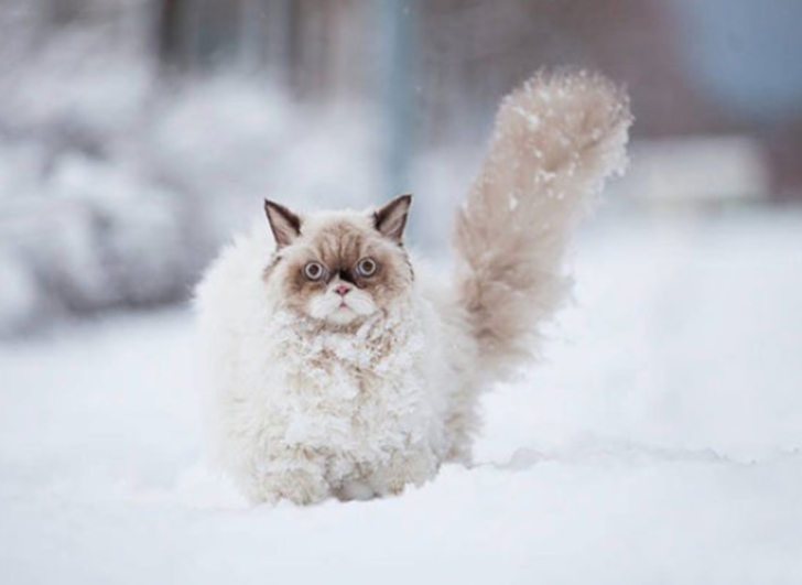 ilk defa kar gömüş aşırı tatlı 20 hayvan galerisi resim 11