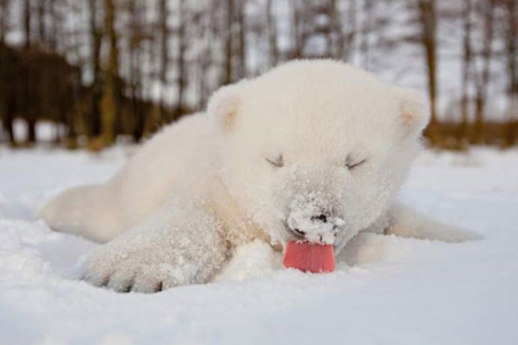 ilk defa kar gömüş aşırı tatlı 20 hayvan galerisi resim 12
