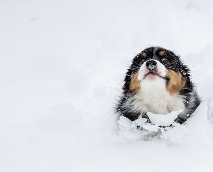ilk defa kar gömüş aşırı tatlı 20 hayvan galerisi resim 13