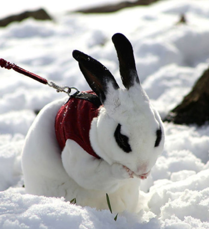 ilk defa kar gömüş aşırı tatlı 20 hayvan galerisi resim 15