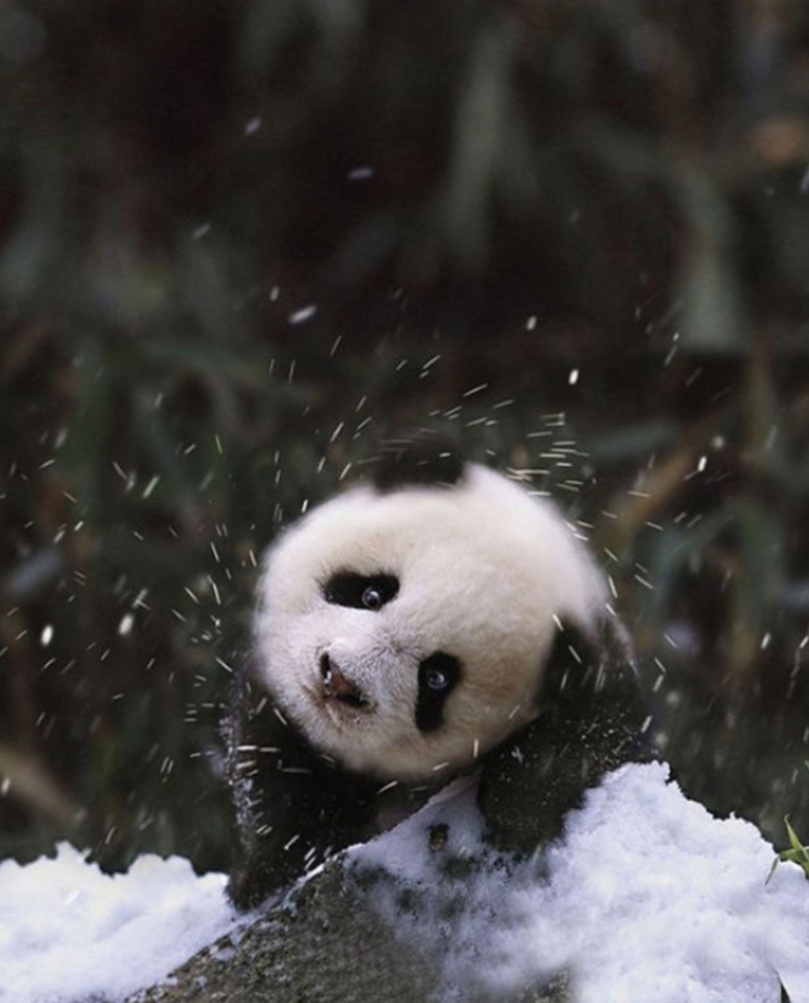 ilk defa kar gömüş aşırı tatlı 20 hayvan galerisi resim 18