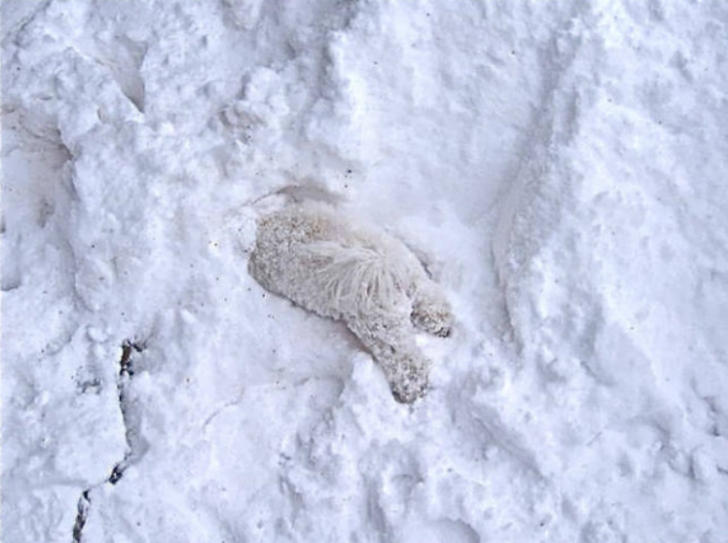 ilk defa kar gömüş aşırı tatlı 20 hayvan galerisi resim 2