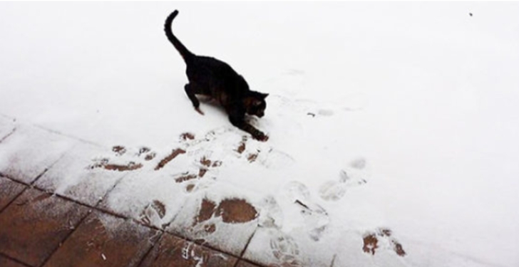 ilk defa kar gömüş aşırı tatlı 20 hayvan galerisi resim 4