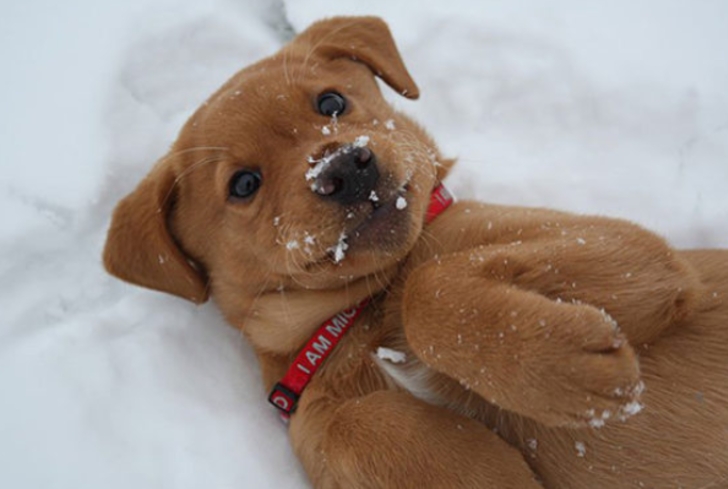 ilk defa kar gömüş aşırı tatlı 20 hayvan galerisi resim 5