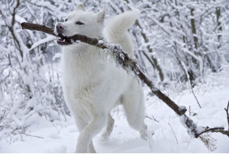 ilk defa kar gömüş aşırı tatlı 20 hayvan galerisi resim 7