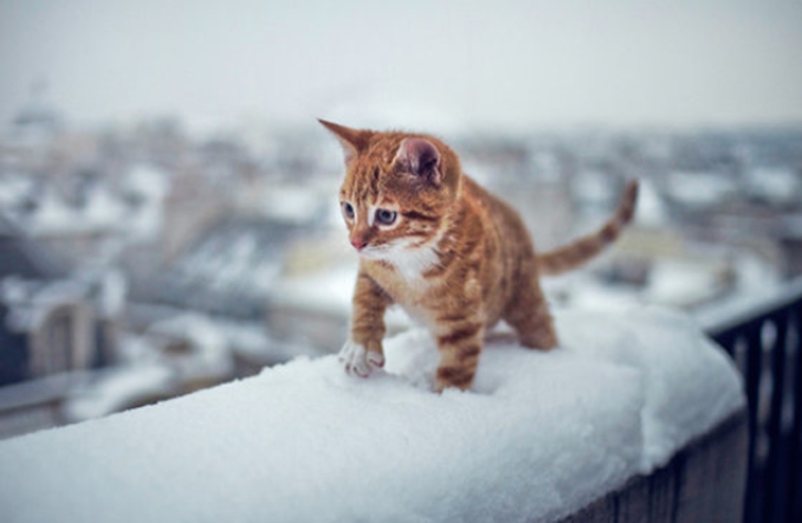 ilk defa kar gömüş aşırı tatlı 20 hayvan galerisi resim 8
