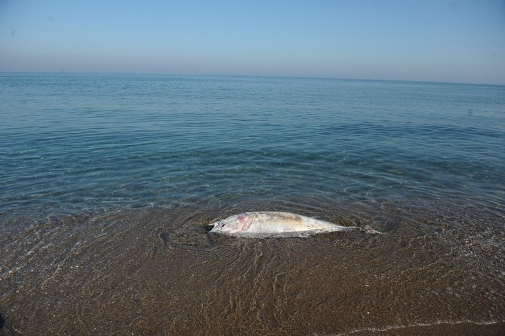 Marmara Denizi'nde gizemli olay! Dev balıklar karaya vurdu! galerisi resim 2