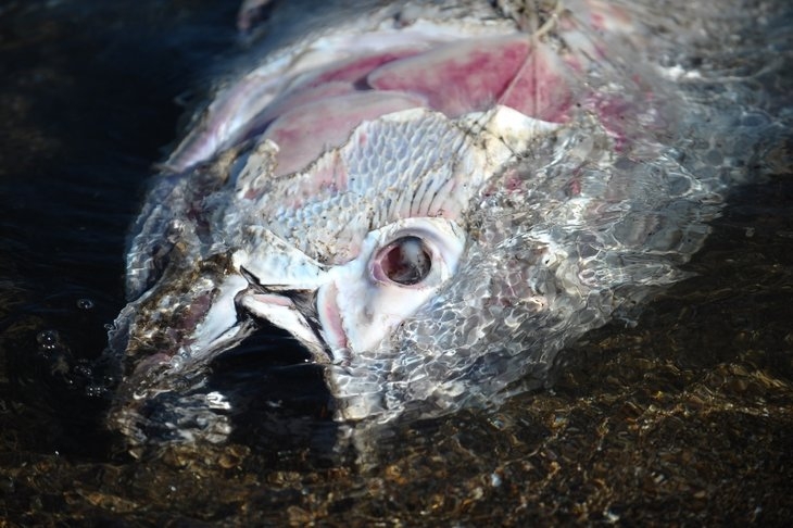 Marmara Denizi'nde gizemli olay! Dev balıklar karaya vurdu! galerisi resim 5