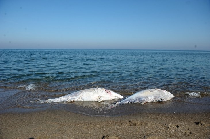 Marmara Denizi'nde gizemli olay! Dev balıklar karaya vurdu! galerisi resim 6