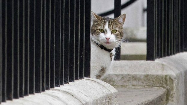İngiltere Dışişleri Bakanlığı 'fare avcısı' bir kediyi kadroya galerisi resim 5