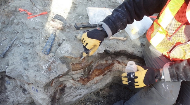 Boru hatta inşaatında dinozor fosili bulundu