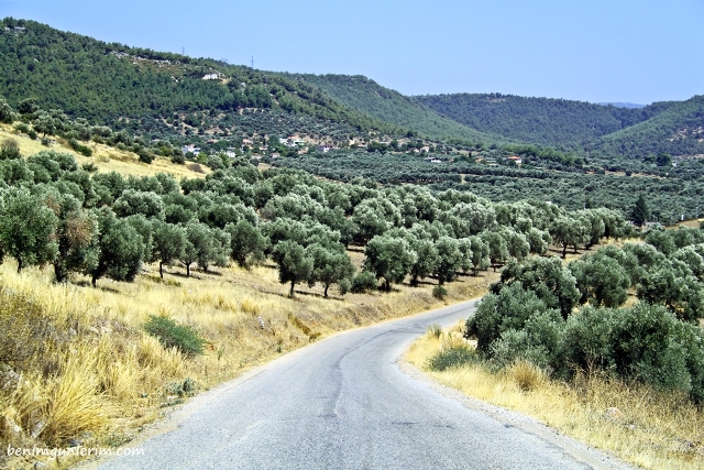 Girne'de zeytin hasadı ne zaman başlayacak?