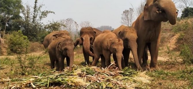 Koronavirüs, Tayland'da Filleri Doğal Yaşam Alanına Döndürdü