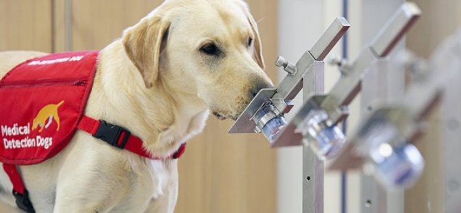 İngiltere'de Köpekler, Kovid-19'u Koklayarak Teşhis Etmeleri İçin Eğitilecek