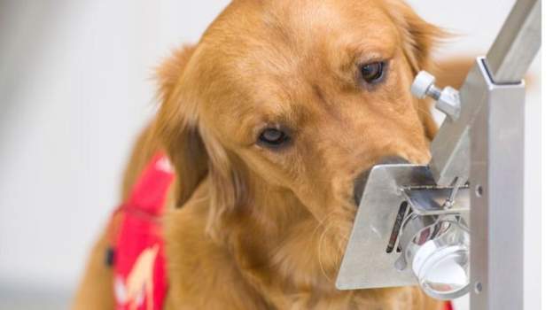 İngiltere'de denemeler başlıyor: Köpekler virüsün kokusunu alabilir mi?