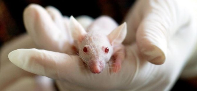 Bilim insanları farelere insan beyni hücreleri enjekte etti