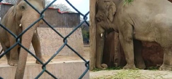 Pakistan’da işkence gören fil 35 yıl sonra esaretten kurtuldu