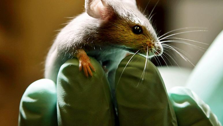 Araştırma | Bilim insanları yüzde dördü insan olan fare üretti