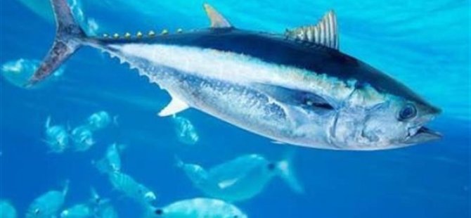 Hayvancılık Dairesi: “KKTC bayrağı taşımayan gemilerin KKTC karsularında avcılık faaliyetinde bulunması suçtur”