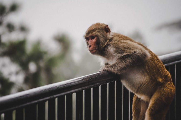 Bir grup maymun, şüpheli ‘corona’ hastalarından alınan numuneleri ‘çaldı’