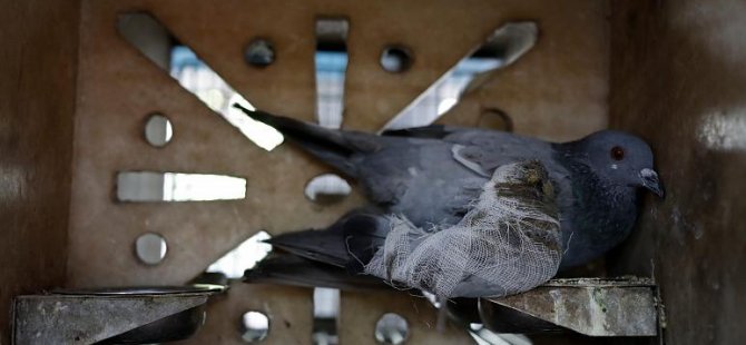 Hindistan'da casusluk şüphesiyle yakalanan güvercin iddia asılsız çıkınca serbest bırakıldı