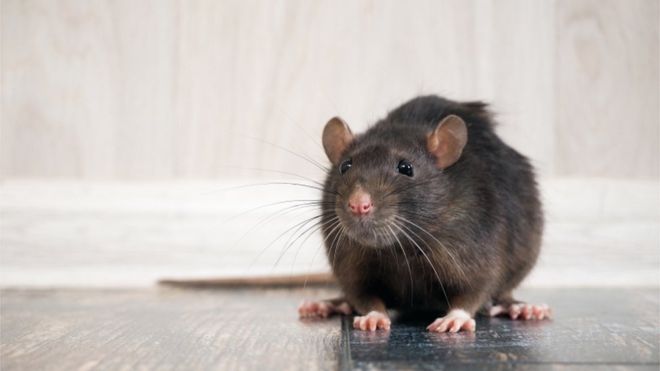 Koronavirüs sıçanları neden saldırganlaştırıyor?