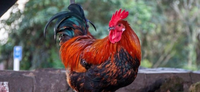 Pandemiyi yenen Yeni Zelanda'da vahşi tavuk istilası