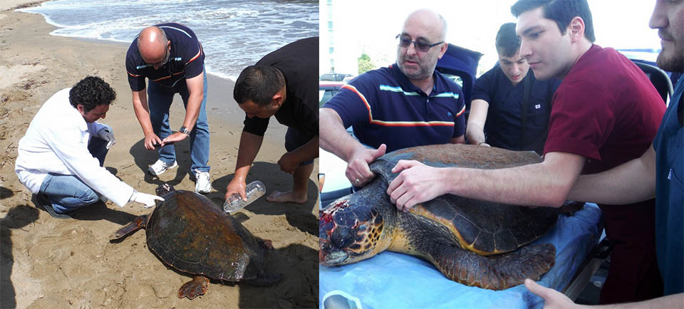 Kafa Travması Geçiren Caretta Caretta YDÜ Hayvan Hastanesi’ne Kaldırıldı