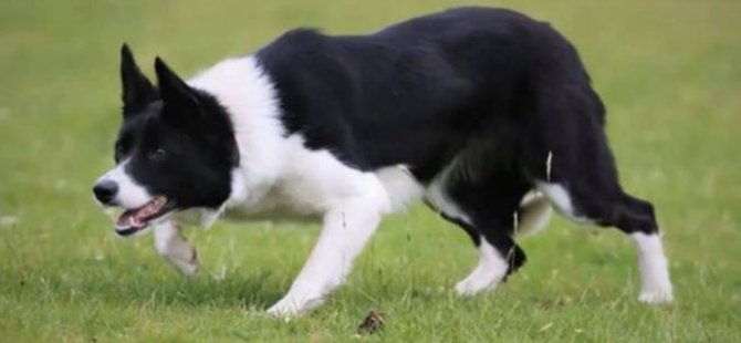 19 bin 451 sterline satıldı; dünyanın en pahalı çoban köpeği oldu