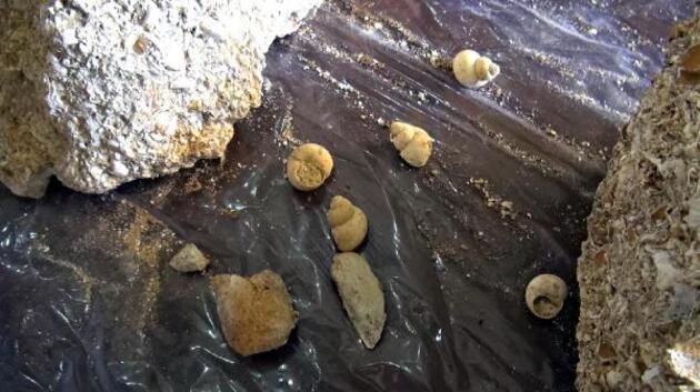 Muş'ta 50 milyon yıllık fosiller bulundu