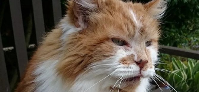 Dünyanın en yaşlı kedisi Rubble 31 yaşında hayatını kaybetti