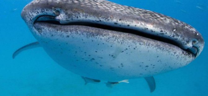 Balina köpekbalıklarının göz çevresinde yüzlerce diş keşfedildi