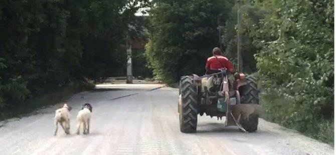 İki köpeğini traktöre bağlayıp götürdü