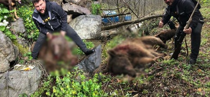 Yavru ayıyı vurduktan sonra köpekleriyle işkence yapan avcı serbest bırakıldı