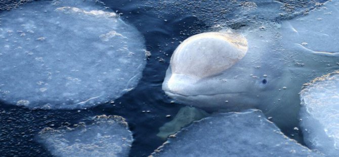 Beyaz balinalar da insanlar gibi aile bağlarının ötesine geçen sosyal bağlar kuruyor