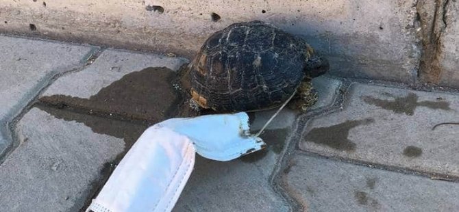 Yere atılan maske yavru kaplumbağaya dolandı, çocuklar kurtardı