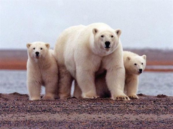 Kutup Ayılarının Nesli Bu Yüzyıl İçinde Tükenebilir