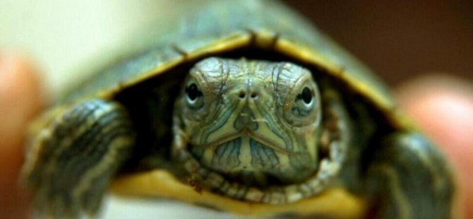 Kuzey Kore’den ‘gıda kıtlığına karşı kaplumbağa yiyin’ tavsiyesi