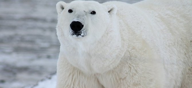Kutup ayılarının 80 yılı kaldı