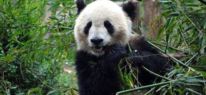 Panda koruma alanları nedeniyle bazı yırtıcıların soyu tehlikeye girdi