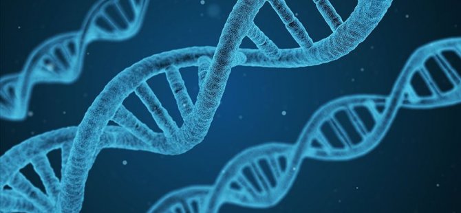 Erkek kısırlığıyla ilişkili yeni bir gen tanımlandı