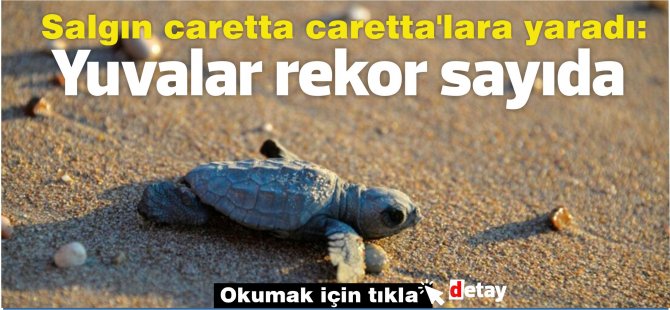 Salgın caretta caretta'lara yaradı:Yuvalar rekor sayıda