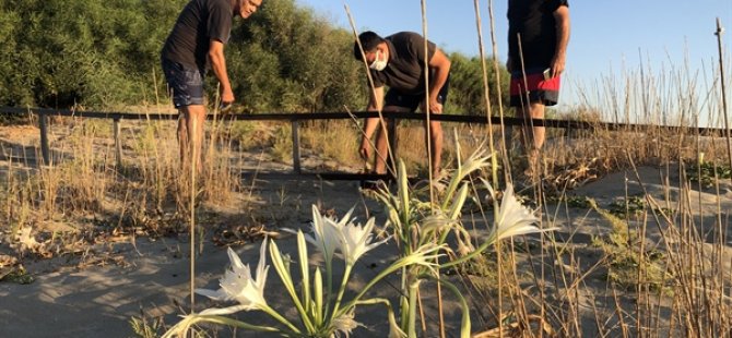 Herdaimdostlar Halkı  Kum Zambakları Hakkında Bilgilendirmek Amacıyla Diktiği Pano ve Koruma Çitlerinin Bakımını Yaptı