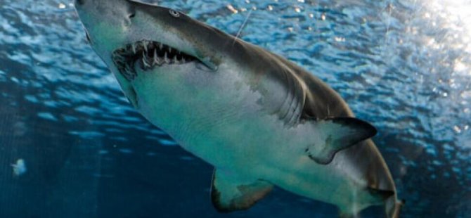 Avustralyalı sörfçü eşini kurtarmak için köpekbalığını yumrukladı