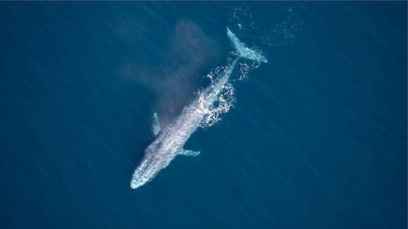 Mavi balina: Sydney açıklarında 100 yılda 3. kez görüldü (VİDEO)
