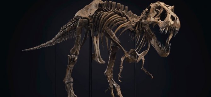 ‘Sağlığında’ 8 ton çeken T-Rex’in iskeleti açık artırmada: Tahmini fiyatı 8 milyon dolar