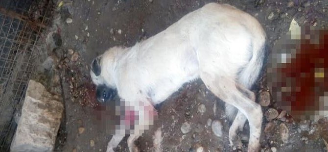 Hayvan Ve Refah Yasasına Aykırı Hareket Etti, Köpeği Vurdu