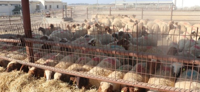 Bostancı köyünde köpek saldırısı: 12 koyun telef oldu, zarar 120 bin TL!