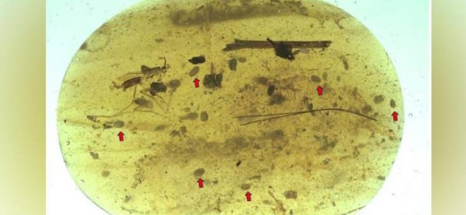 Kehribarda, dünyanın en eski hayvan spermi bulundu: 100 milyon yıllık